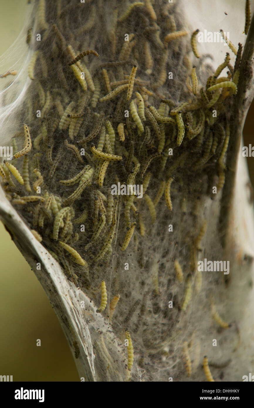 Caterpillars of the Ermine Moth (Yponomeuta sp.), Bergisches Land