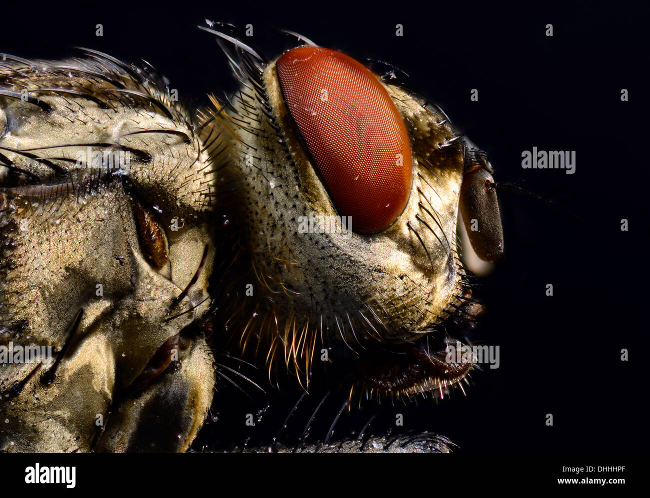 Compound eye, head, Common Housefly (Musca domestica), extreme close-up, Baden-Württemberg, Germany Stock Photo