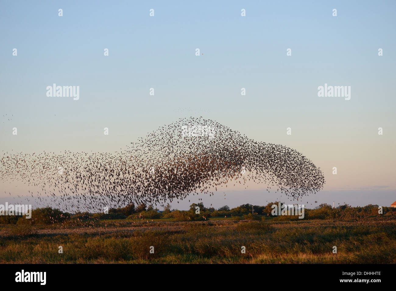 Large flock of Starlings (Sturnus vulgaris) during an evening flight to the roost, Aventoft, North Frisia, Schleswig-Holstein Stock Photo