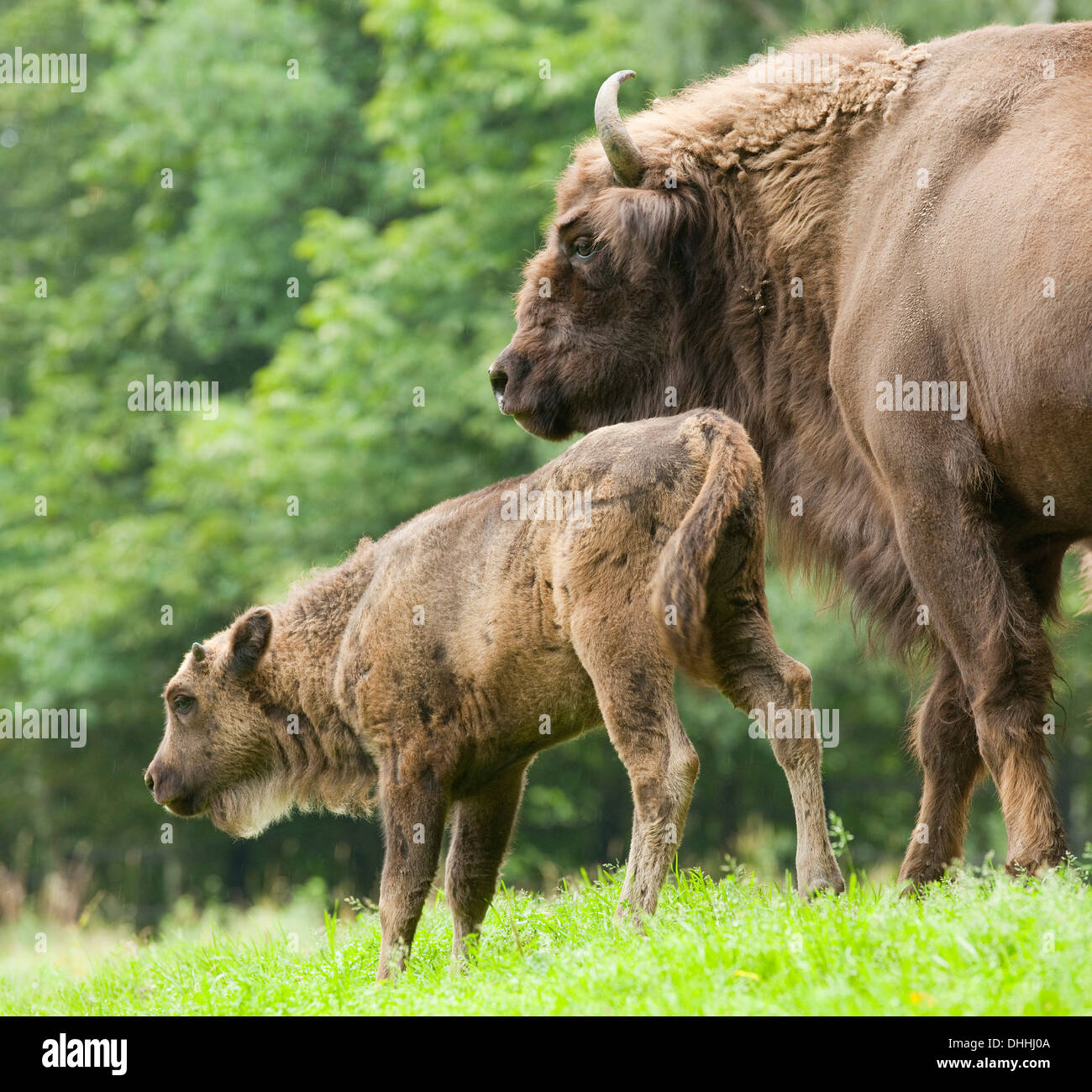 European Bison or Wisent (Bison bonasus), cow and calf, captive, Saxony, Germany Stock Photo