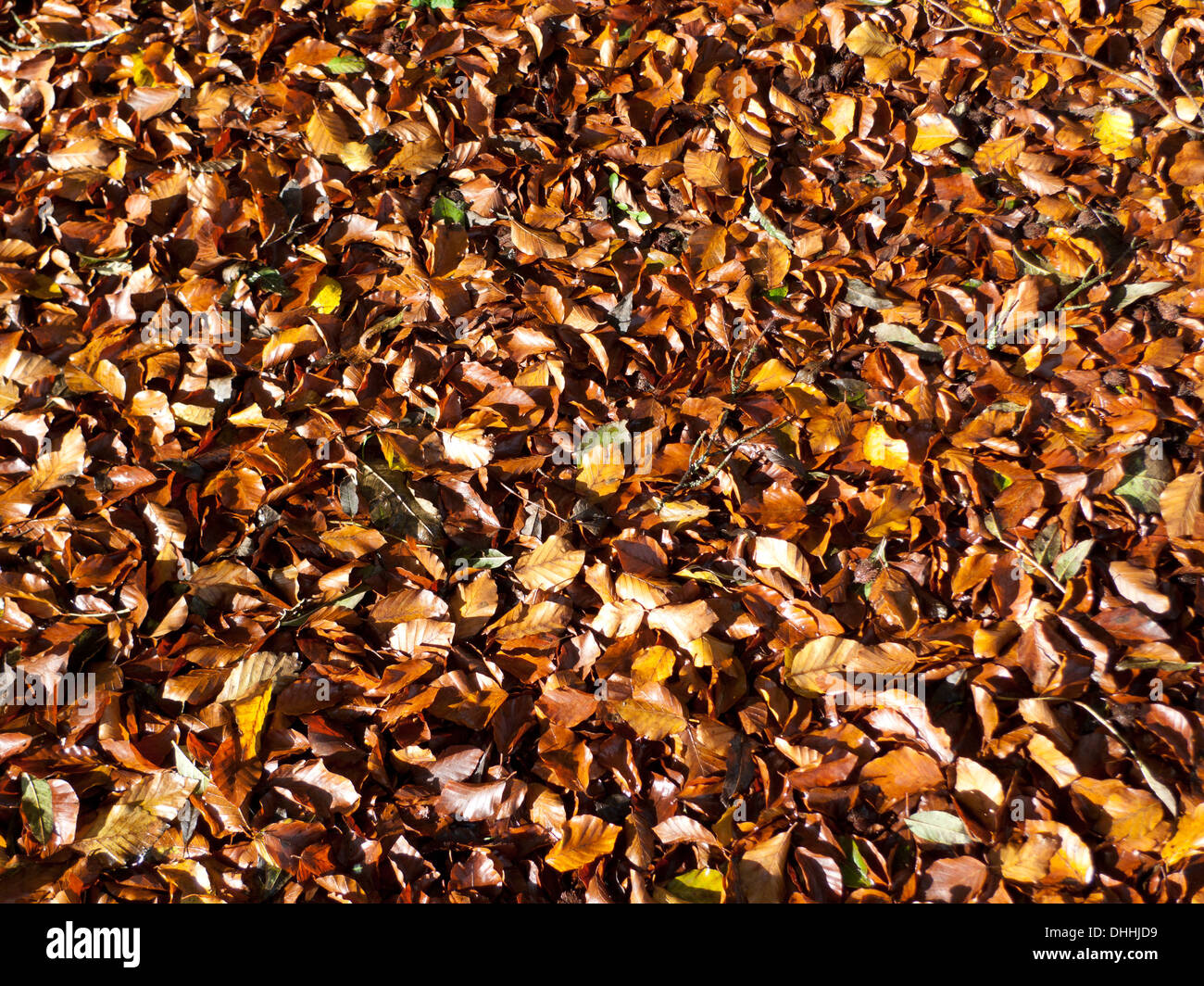 Beech leaves carpet the ground in autumn on a sunny November day Carmarthenshire Wales UK KATHY DEWITT Stock Photo