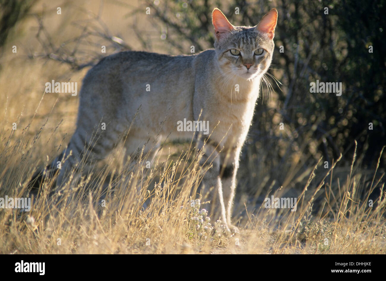 north african wildcat