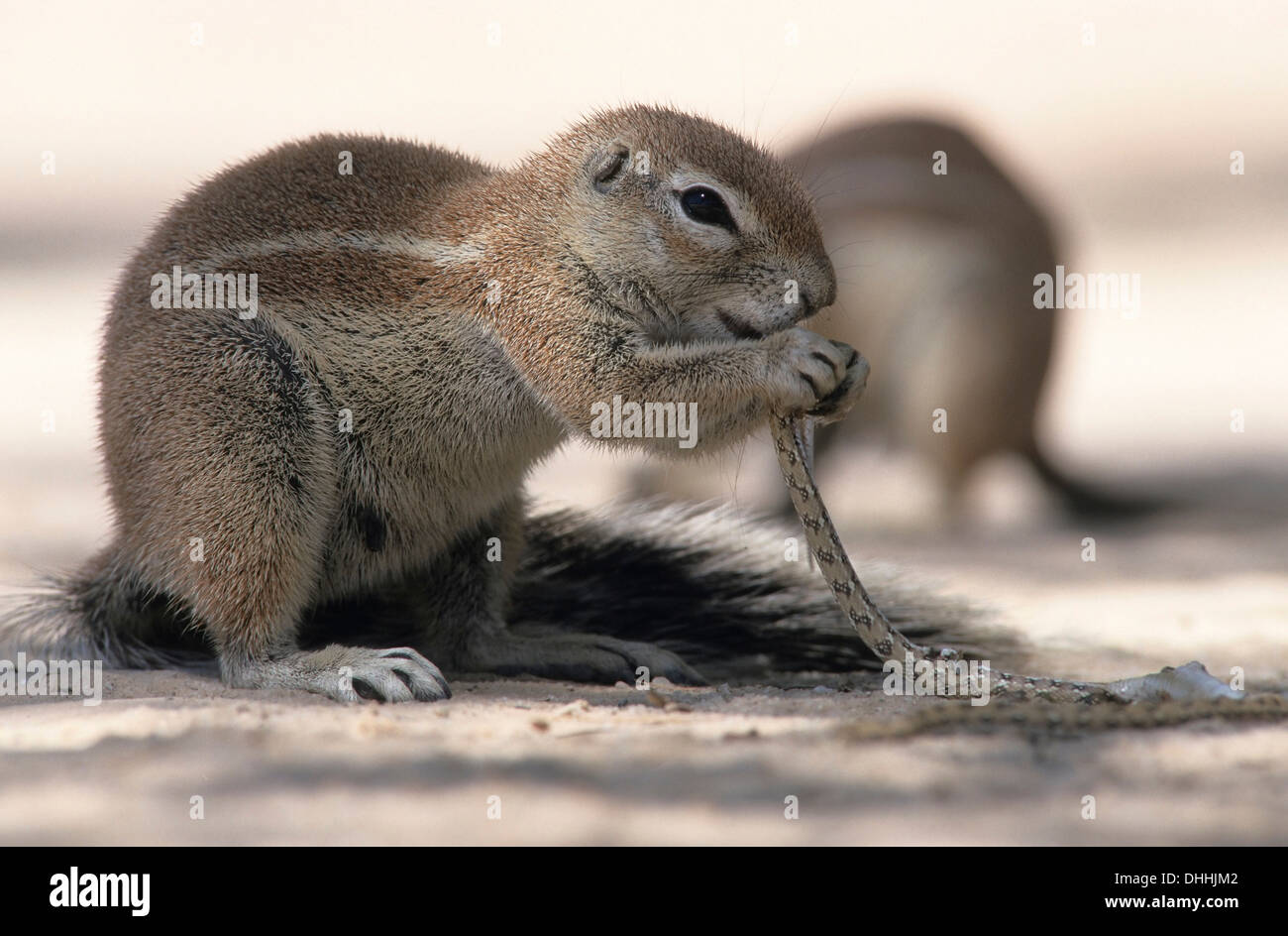 Cape ground squirrel (Xerus inauris) eating a small snake, Nossob