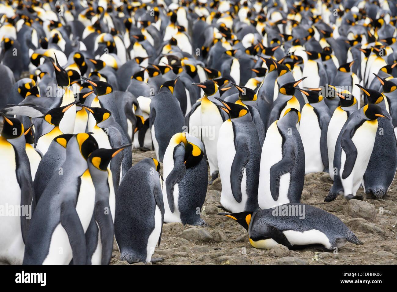 King Penguins, Aptenodytes patagonicus, colony, Salisbury Plains, South Georgia, Antarctica Stock Photo