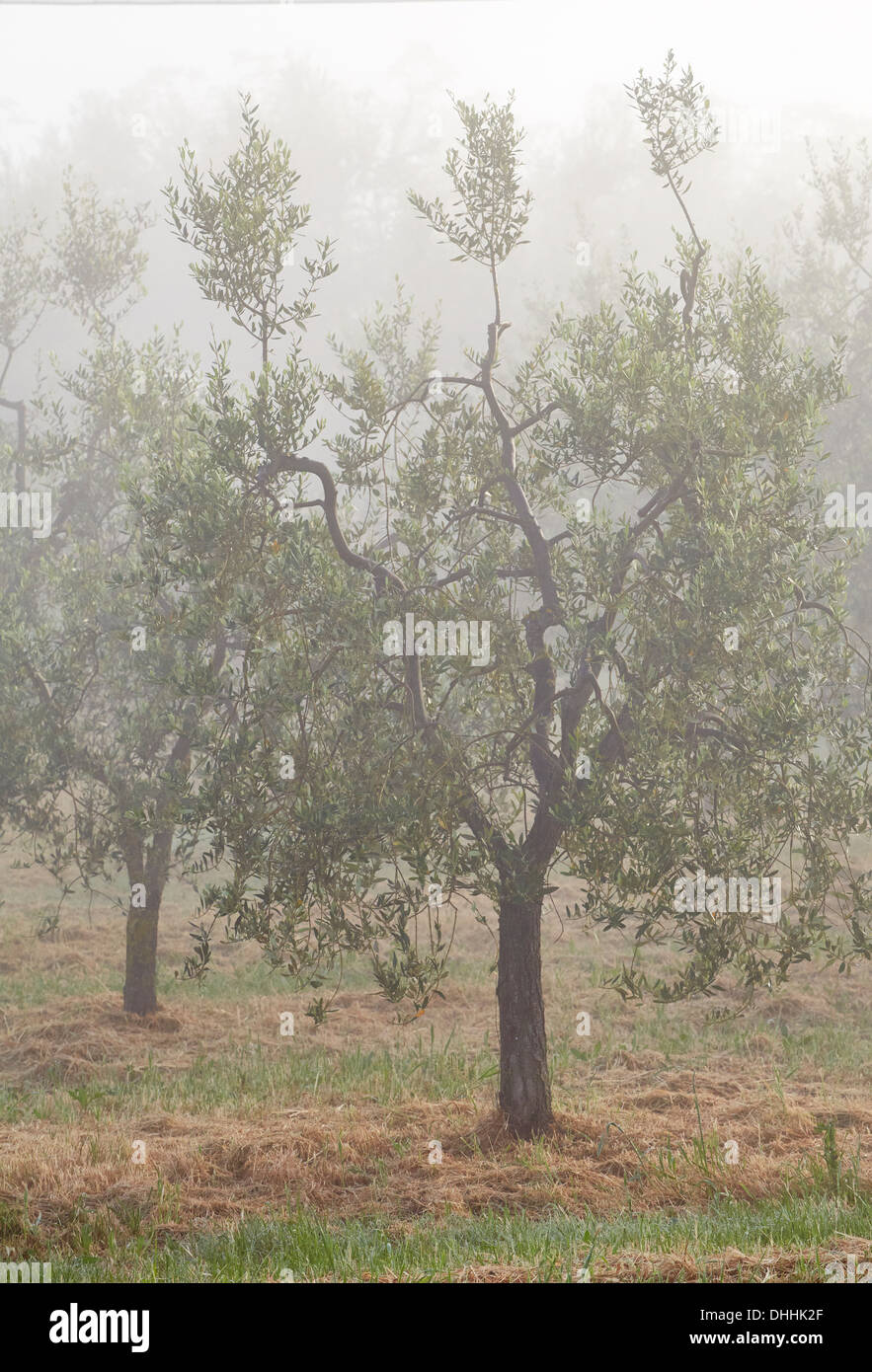 Olive trees (Olea europaea) in the fog, Monteaperti, Province of Siena, Tuscany, Italy Stock Photo