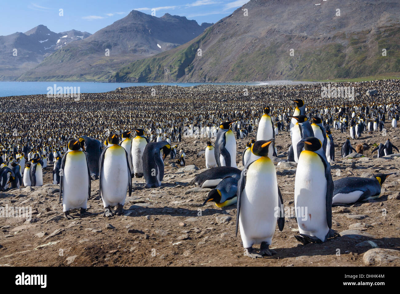 King Penguins in colony, Aptenodytes patagonicus, colony, St Andrews Bay, South Georgia, Subantarctic, Antarctica Stock Photo