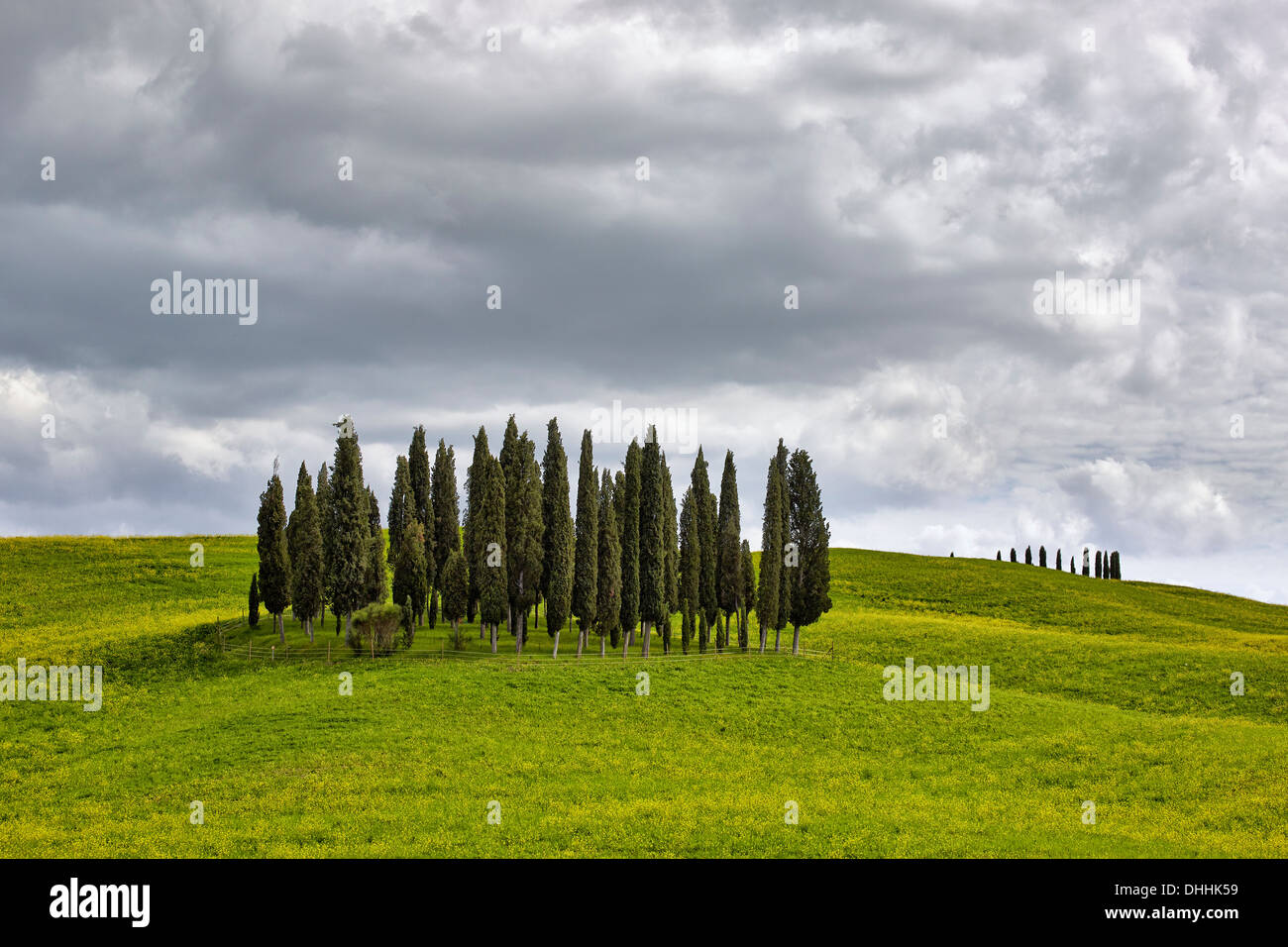 Group of cypress trees on a hilly field, Torrenieri, Montalcino, Province of Siena, Tuscany, Italy Stock Photo