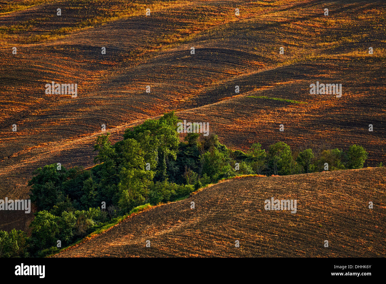 Fallow field with a ditch where trees are growing, Pievina, Asciano, Province of Siena, Tuscany, Italy Stock Photo