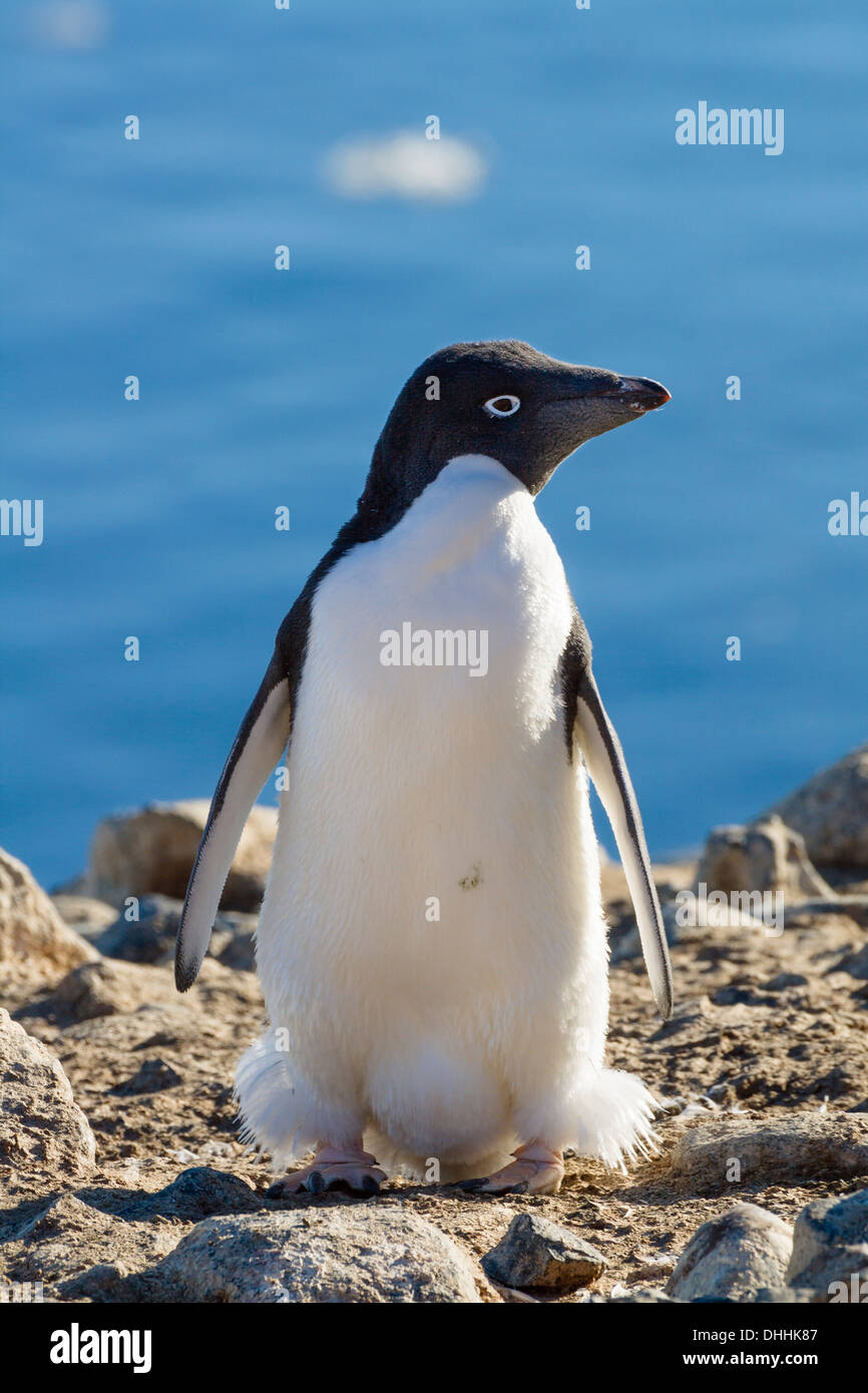 Adelie Penguin, Pygoscelis adeliae, Antarctica Stock Photo