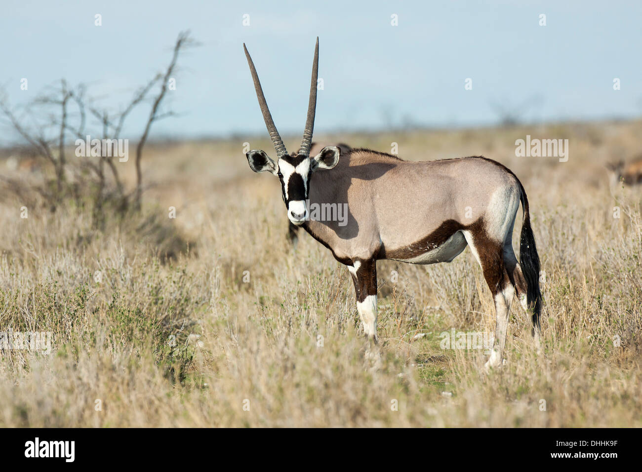 Gemsbok (Oryx gazella), Etosha National Park, Namibia Stock Photo