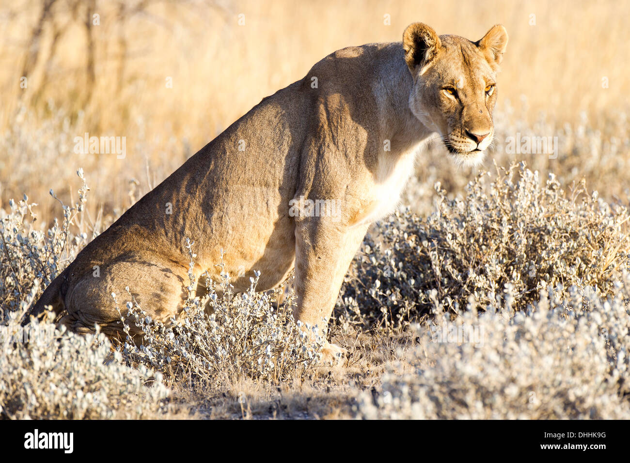 Lioness (Panthera leo), Etosha National Park, Okaukuejo, Kunene Region, Namibia Stock Photo
