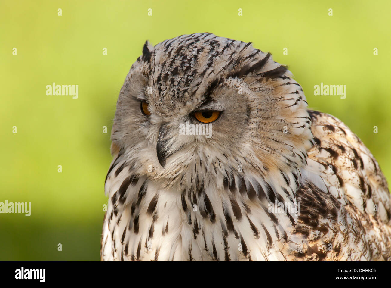 Siberian Eagle Owl (Bubo bubo sibiricus), captive, Saarland, Germany Stock Photo
