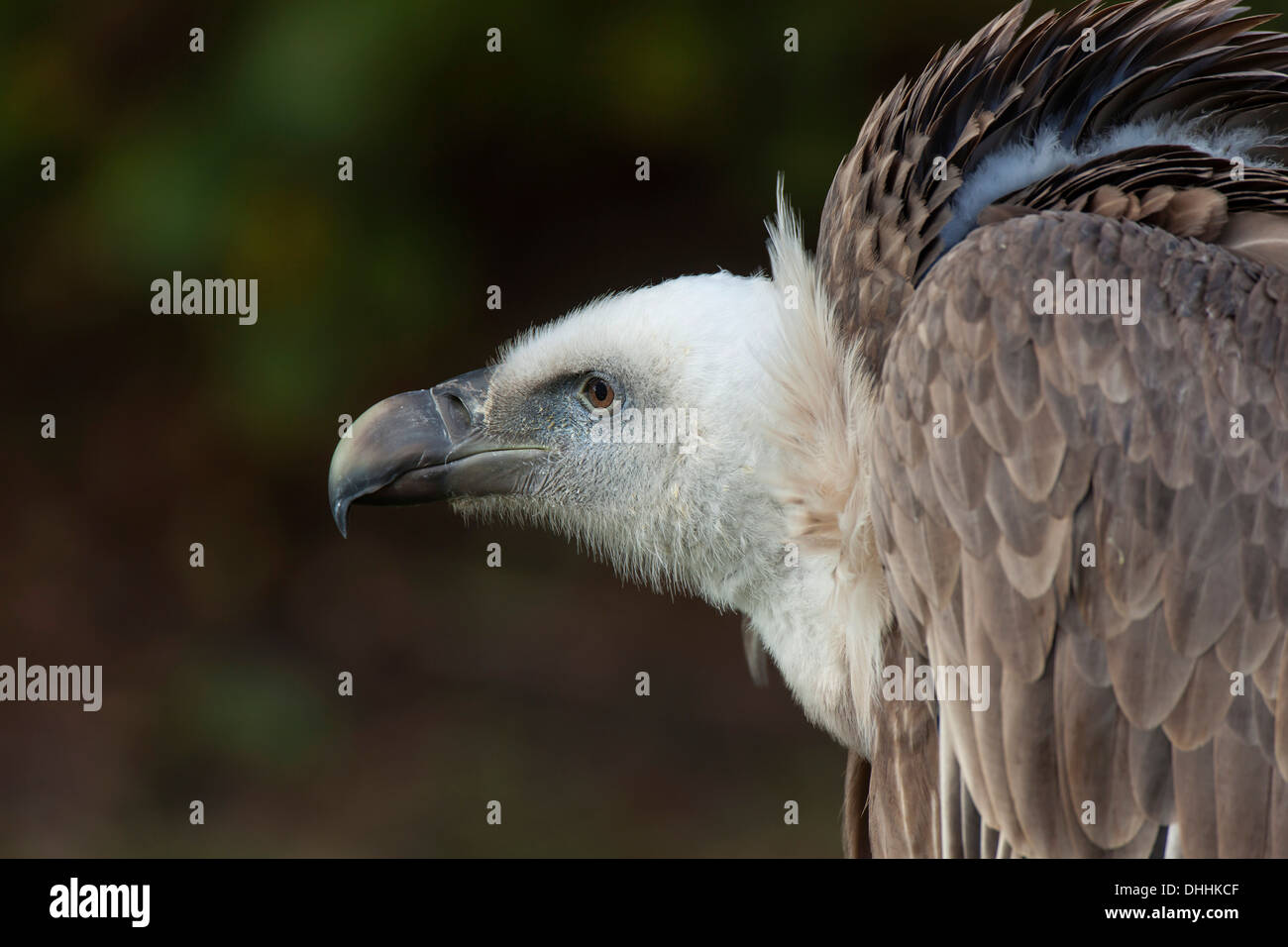 Griffon Vulture (Gyps fulvus), captive, Saarland, Germany Stock Photo