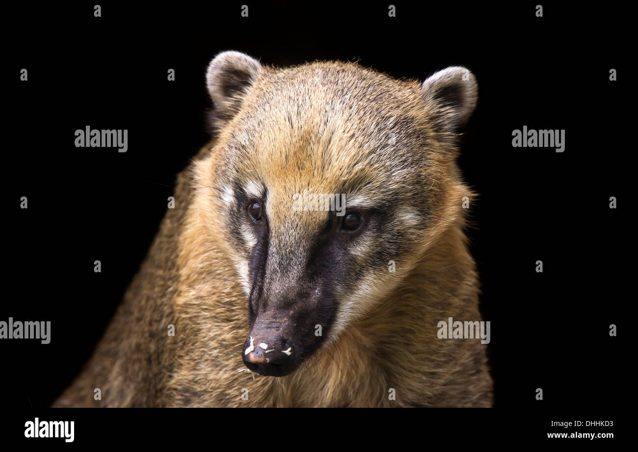 South American Coati or Ring-tailed Coati (Nasua nasua), portrait, captive, Saarland, Germany Stock Photo