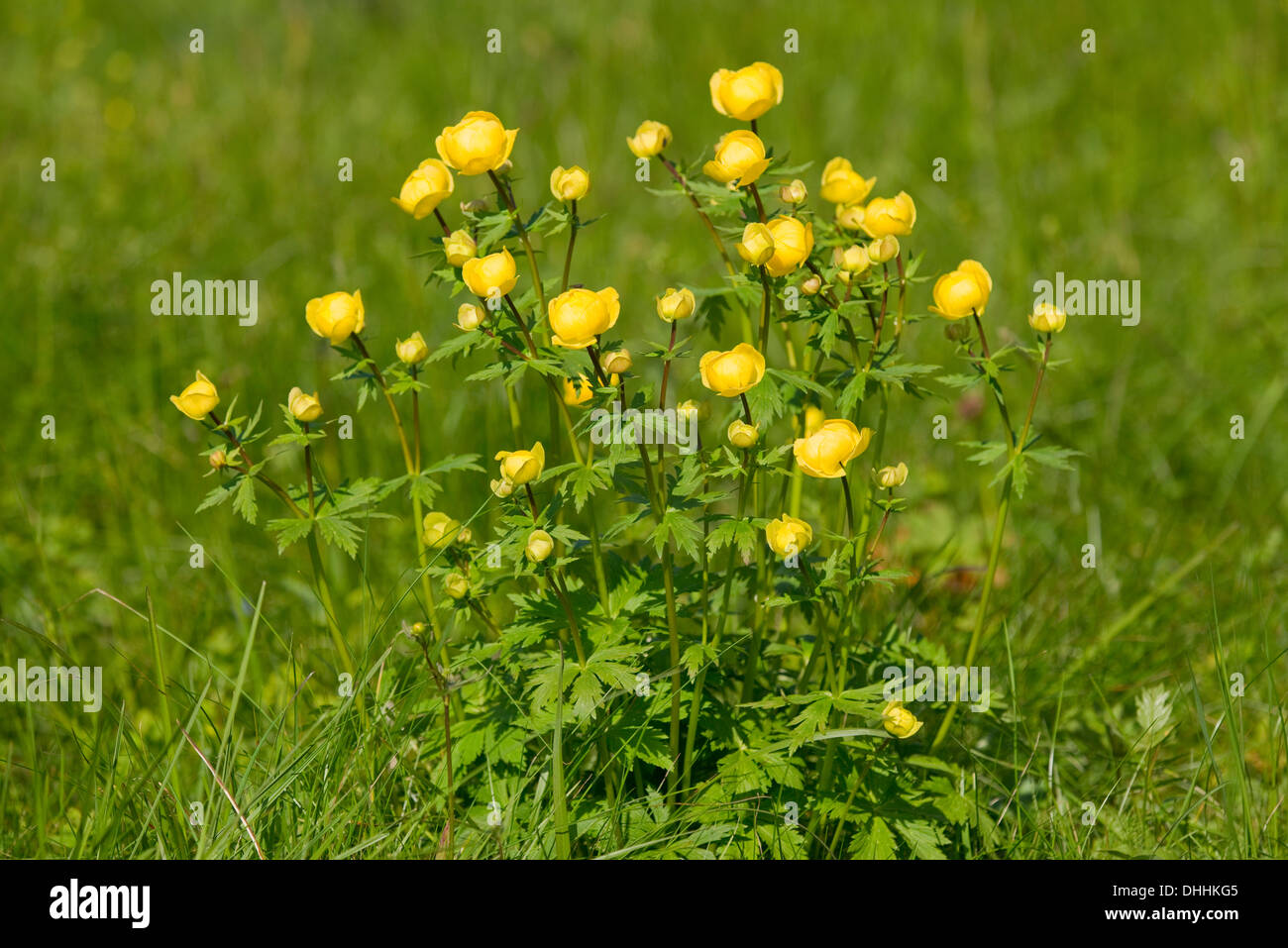 Globe Flower (Trollius europaeus), flowering on a meadow, Thuringia, Germany Stock Photo