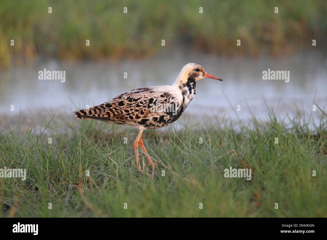 Ruff (Philo pugnax), male in breeding plumage standing on a meadow at the water, Burgenland, Austria Stock Photo