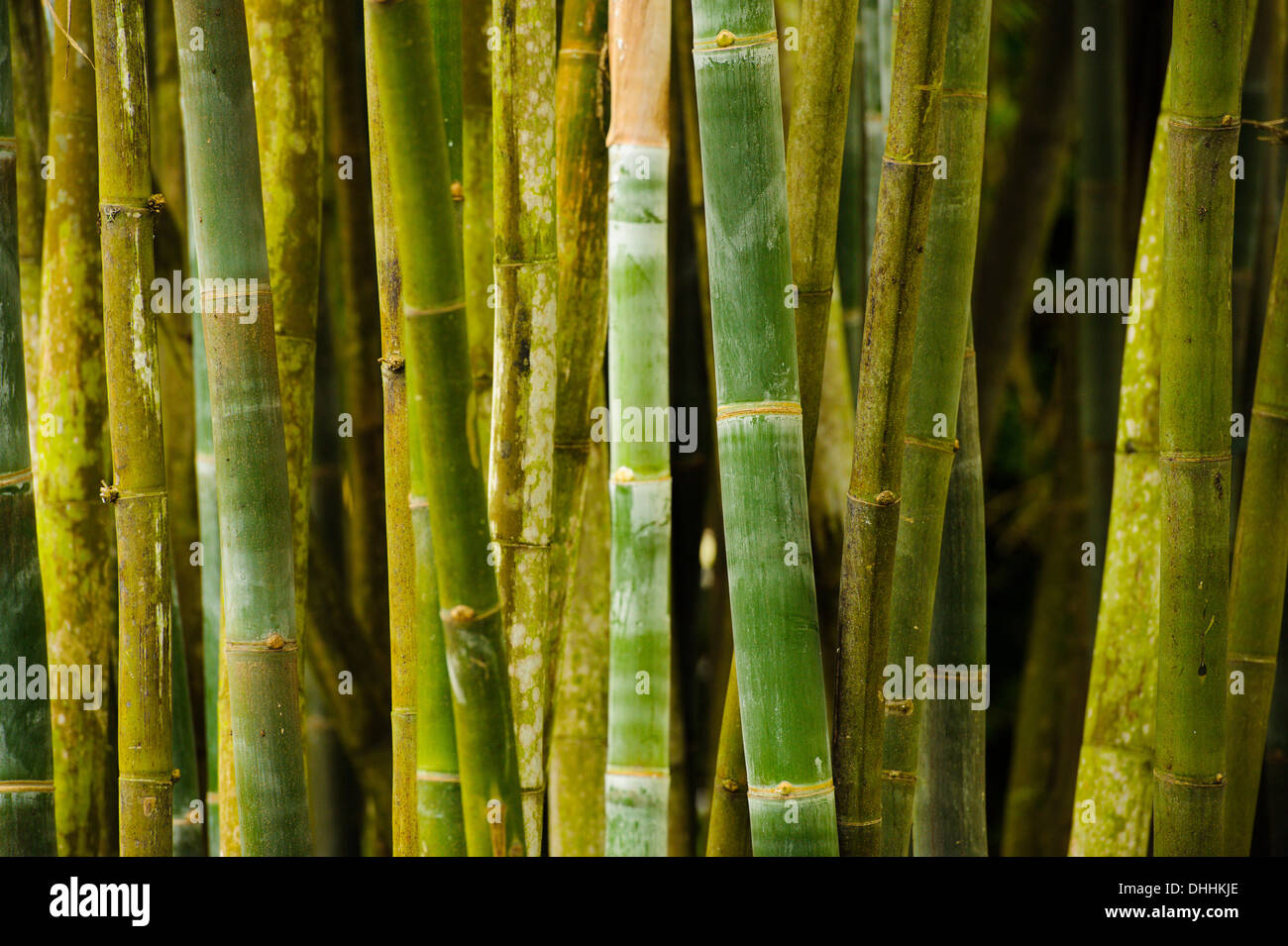 Bamboo tree on 24.10.2013 at "The Marie Selby Botanical Gardens" in