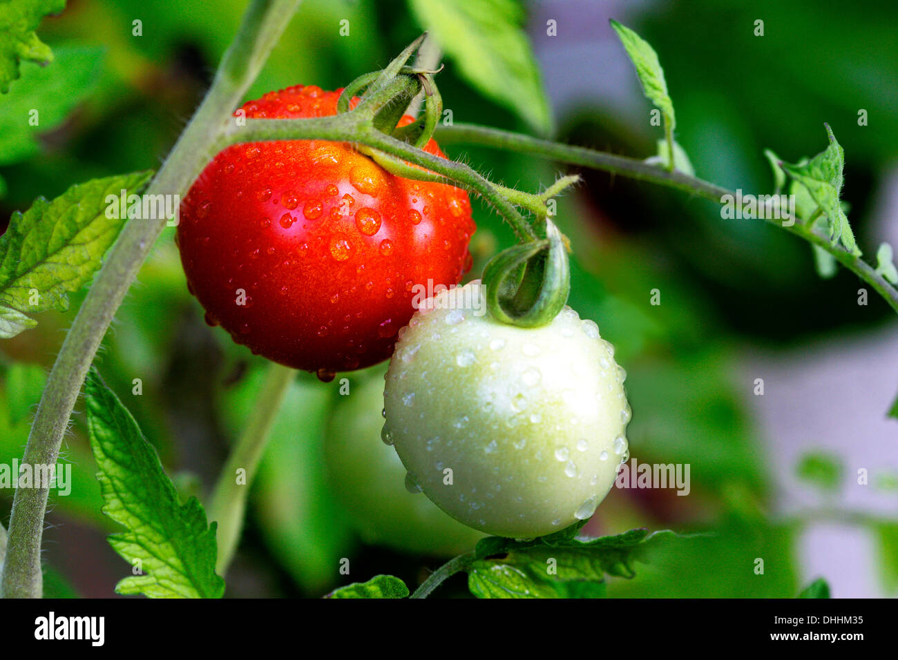 A red and a green tomato growing on the vine, with dew drops, Munich, Upper Bavaria, Bavaria, Germany Stock Photo