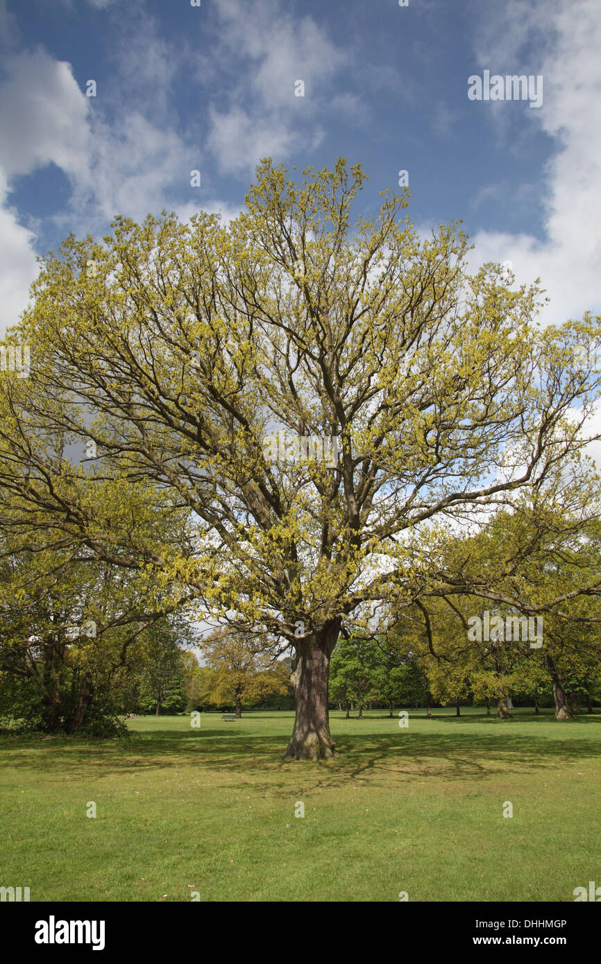 Oak tree in spring hi-res stock photography and images - Alamy