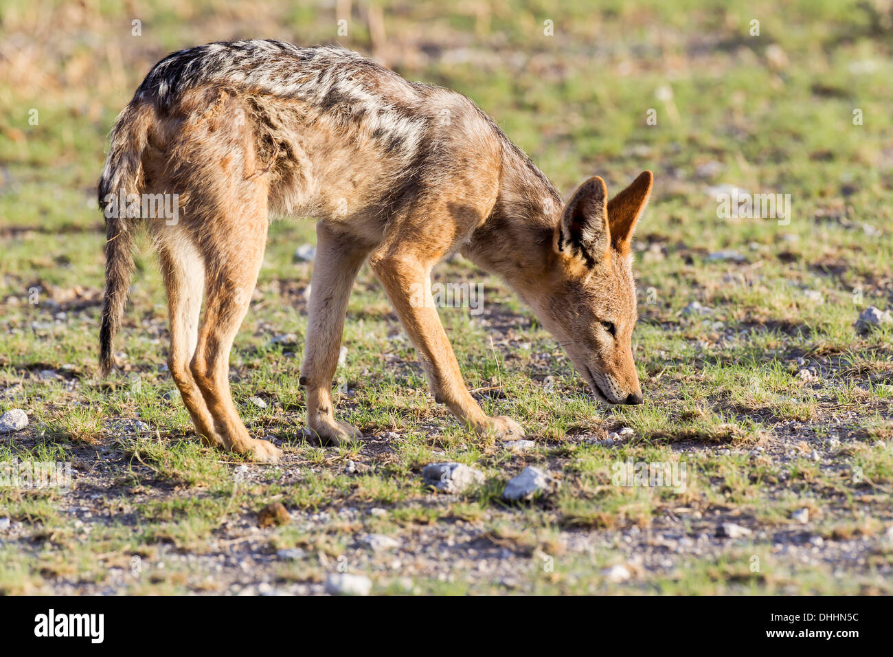 Black-backed Jackal (Canis mesomelas), foraging, Halali, Kunene Region, Namibia Stock Photo
