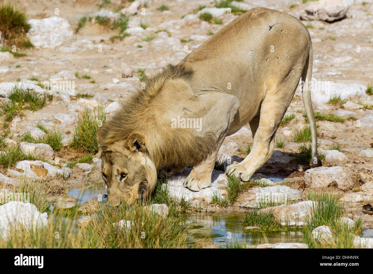 Lion (Panthera leo), male drinking, Etosha National Park, Namibia Stock Photo