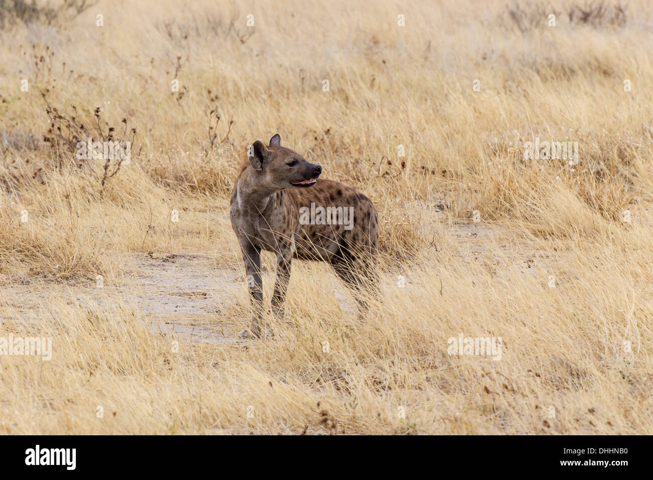 Spotted Hyena or Laughing Hyena (Crocuta crocuta), Etosha National Park, Namibia Stock Photo