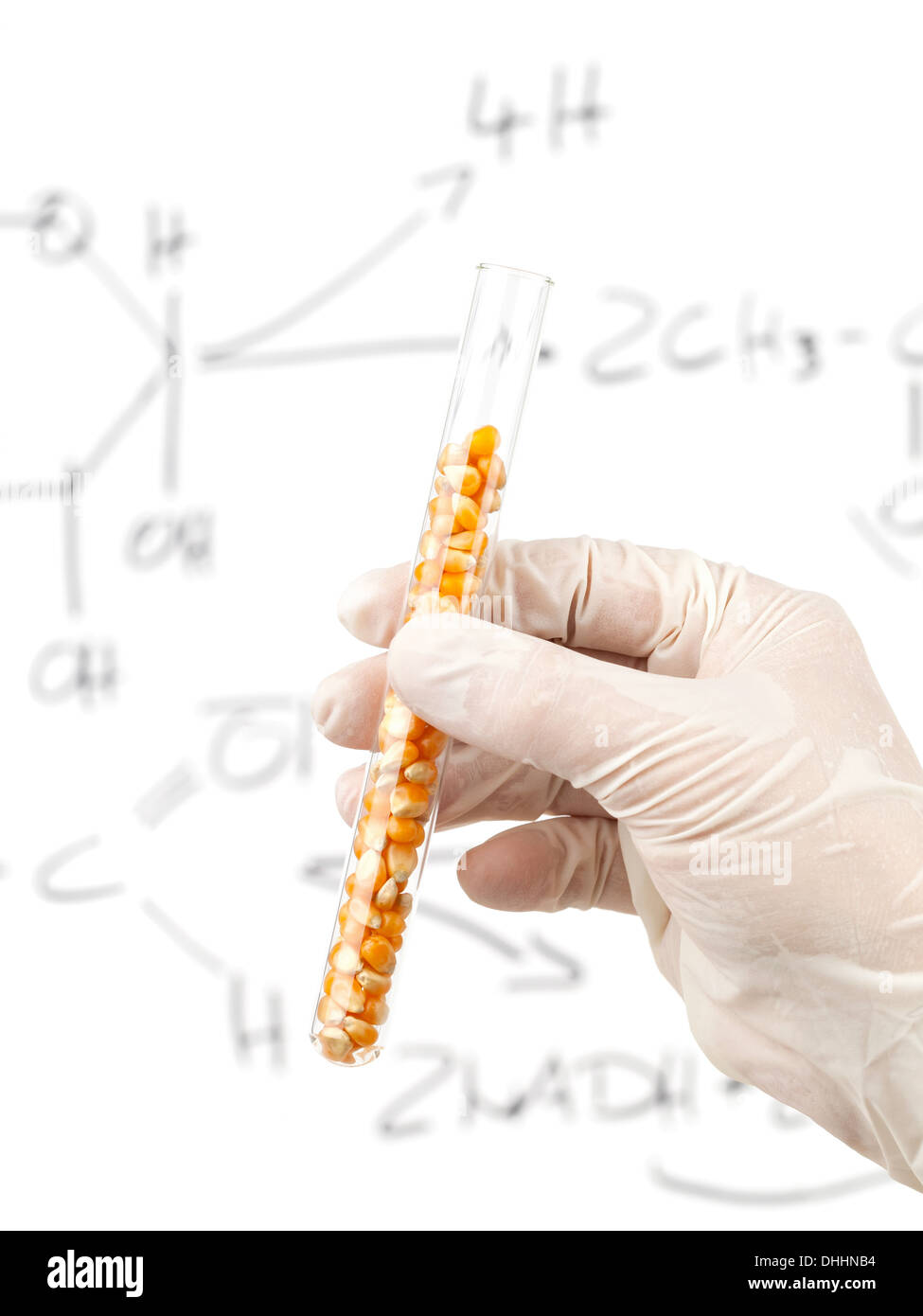 Researcher holding test tube with biofuel from corn kernels in front of whiteboard with glucose