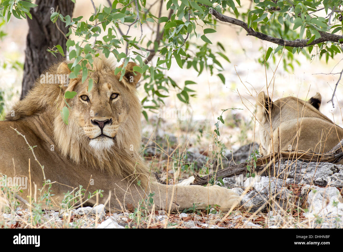 Lions (Panthera leo), male and female under a tree, Etosha National Park, Namibia Stock Photo