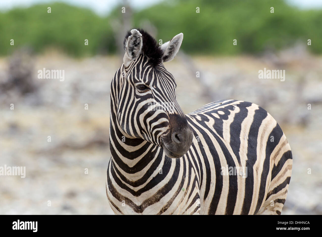 Plains Zebra or Burchell's Zebra (Equus quagga), Etosha National Park, Namibia Stock Photo