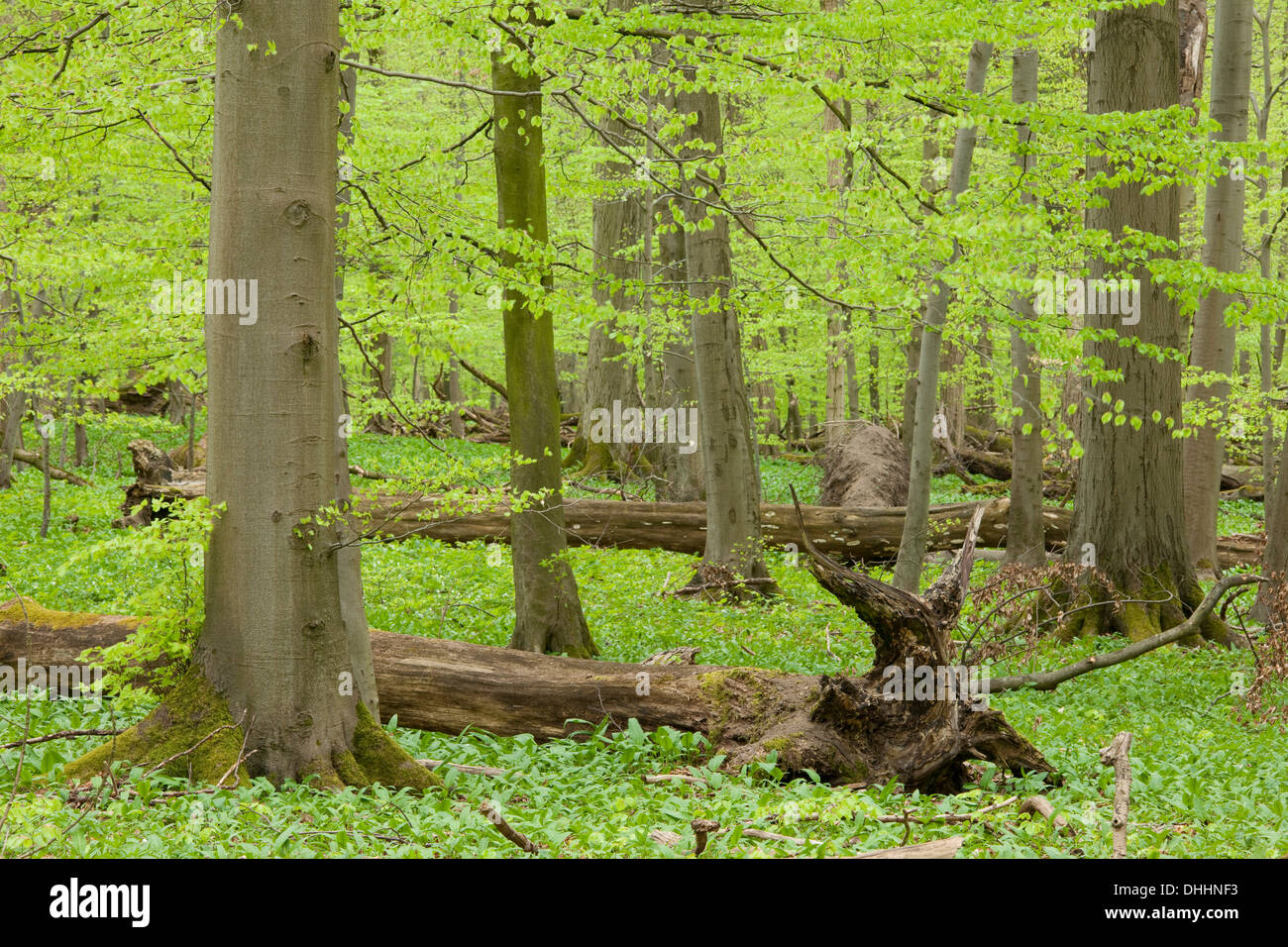 European beech forest in spring, beeches (Fagus sylvatica) with a lot of dead wood, Hainich National Park, Thuringia, Germany Stock Photo