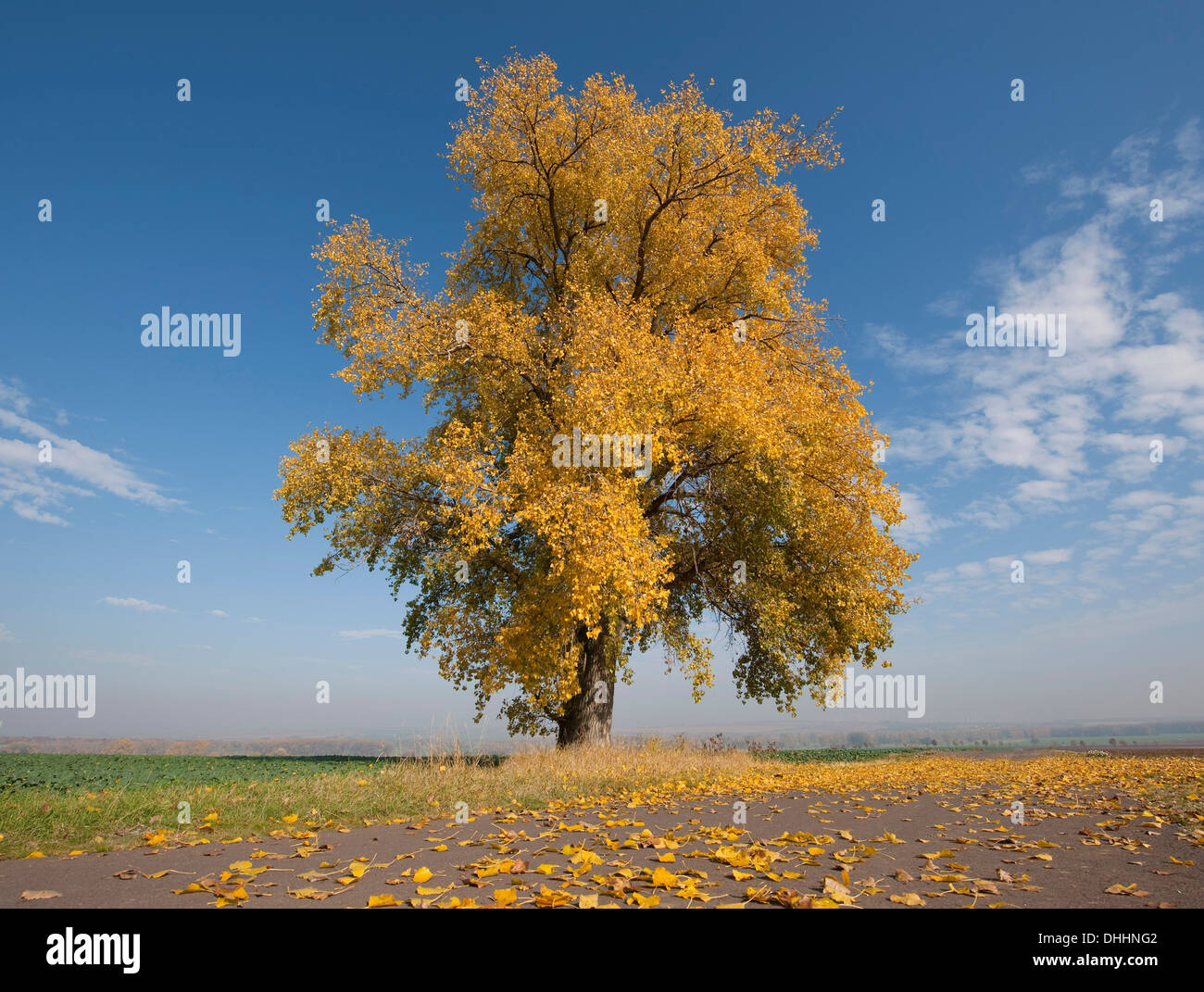 Poplar tree (Populus sp.) In autumn, Thuringia, Germany Stock Photo