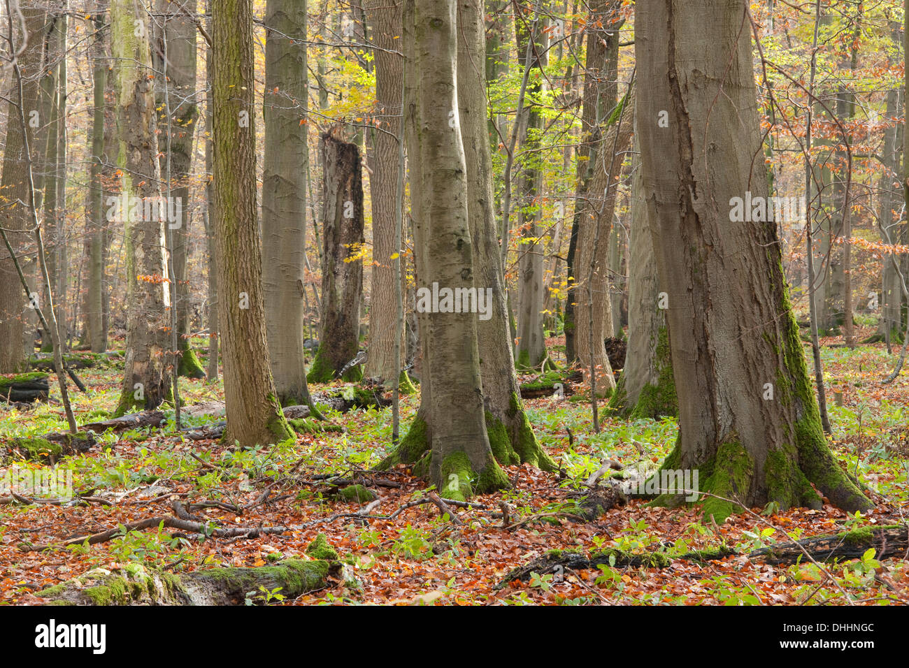 European Beech or Common Beech (Fagus sylvatica), European beech forest in autumn, Hainich National Park, Thuringia, Germany Stock Photo