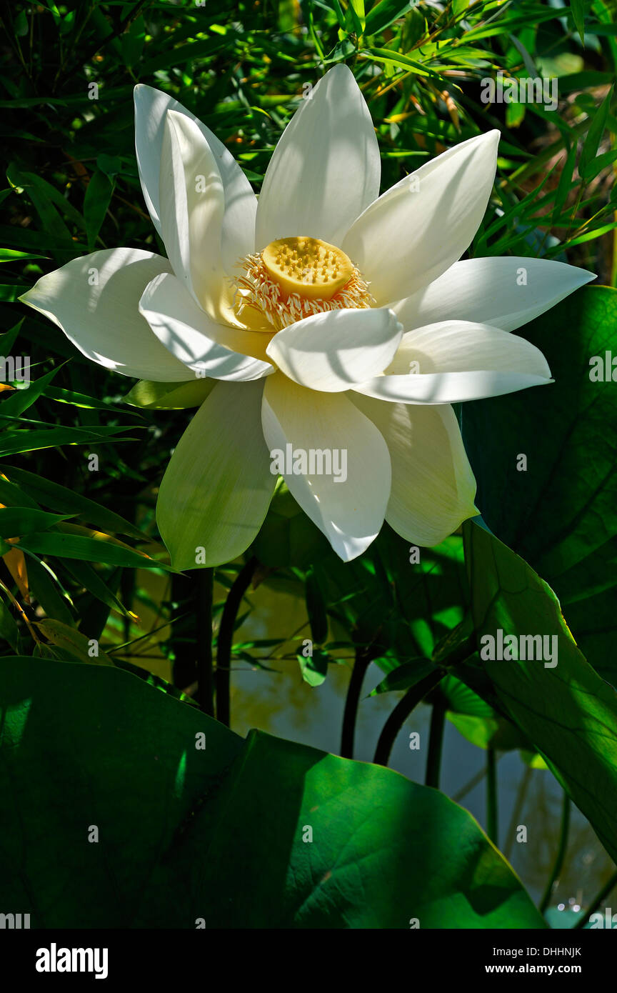 White Lotus Flower (Nelumbo sp.), Erlangen Botanical Garden, Erlangen, Middle Franconia, Bavaria, Germany Stock Photo