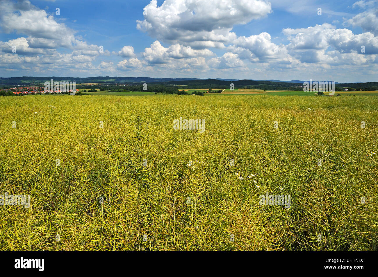 ripe-rape-field-brassica-napus-middle-franconia-bavaria-germany
