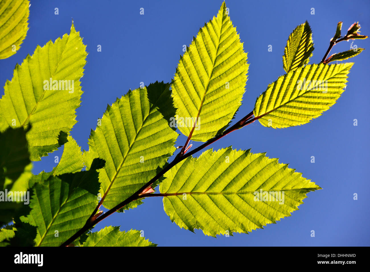 European Hornbeam (Carpinus betulus), backlit leaves, Middle Franconia, Bavaria, Germany Stock Photo