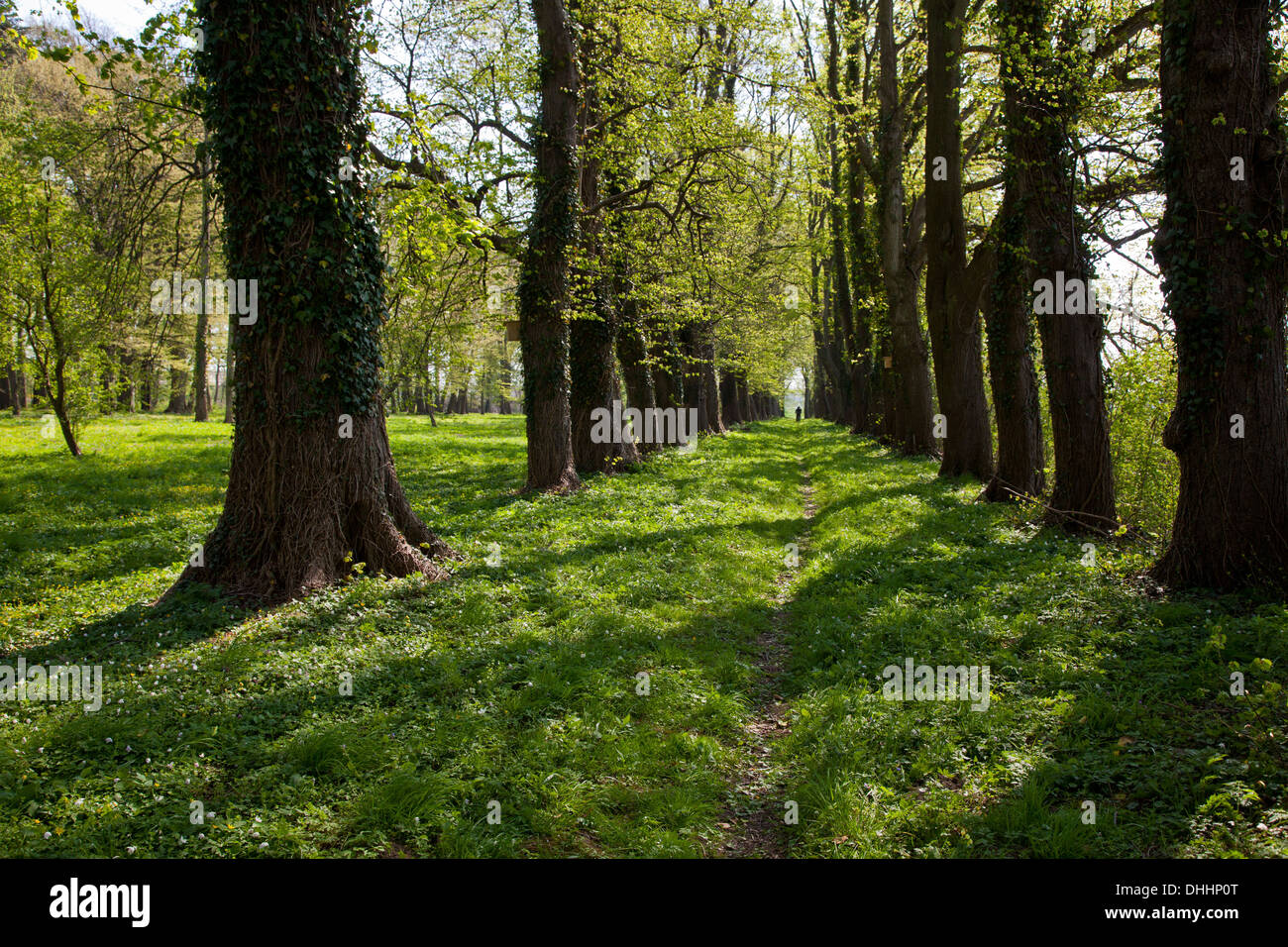 Forgotten avenue of trees in Spring near Michaelsdorf, Bodstedter Bodden, Baltic Sea, Darss, Mecklenburg Vorpommern, northern Ge Stock Photo