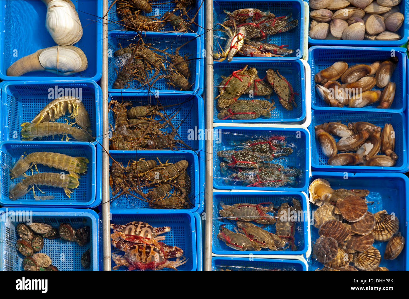 Basins with live marine animals for sale, Sai Kung, Hong Kong, China Stock Photo