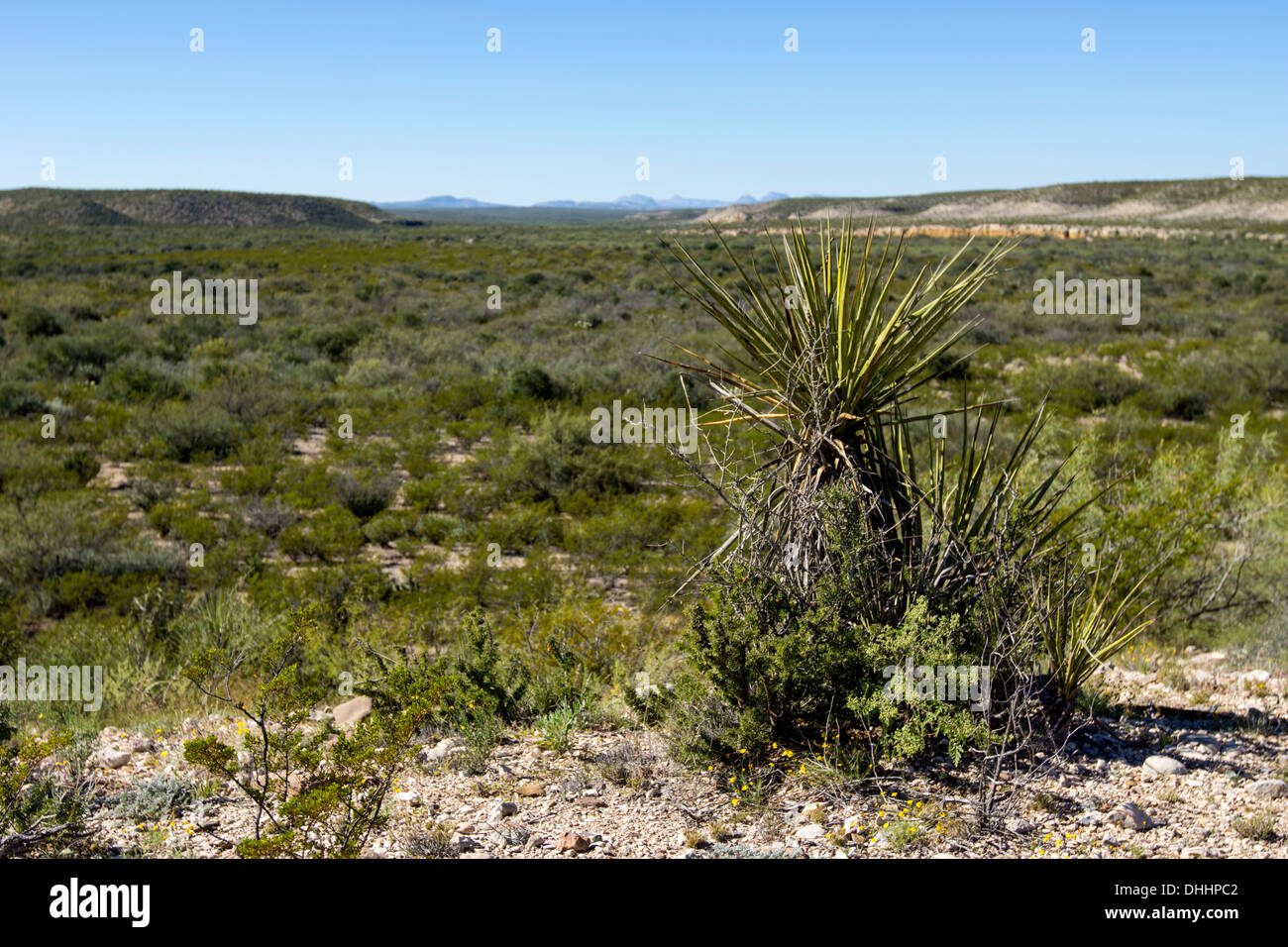 Typical landscape of the Big Bend area in West Texas, situated in the north tip of the Chuhuahuan Desert. Stock Photo