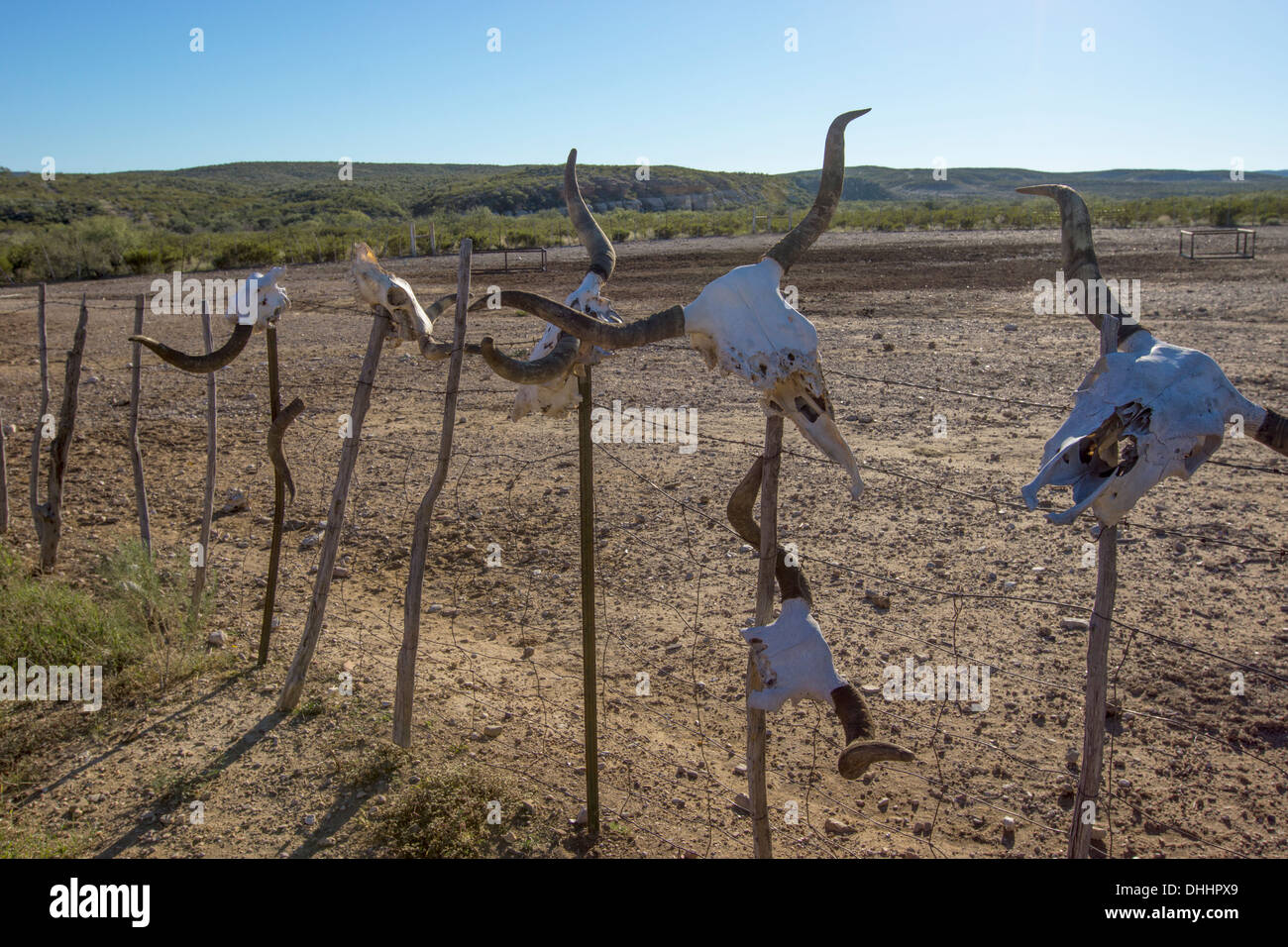 Longhorn cow skulls on display on a ranch in West Texas. Stock Photo