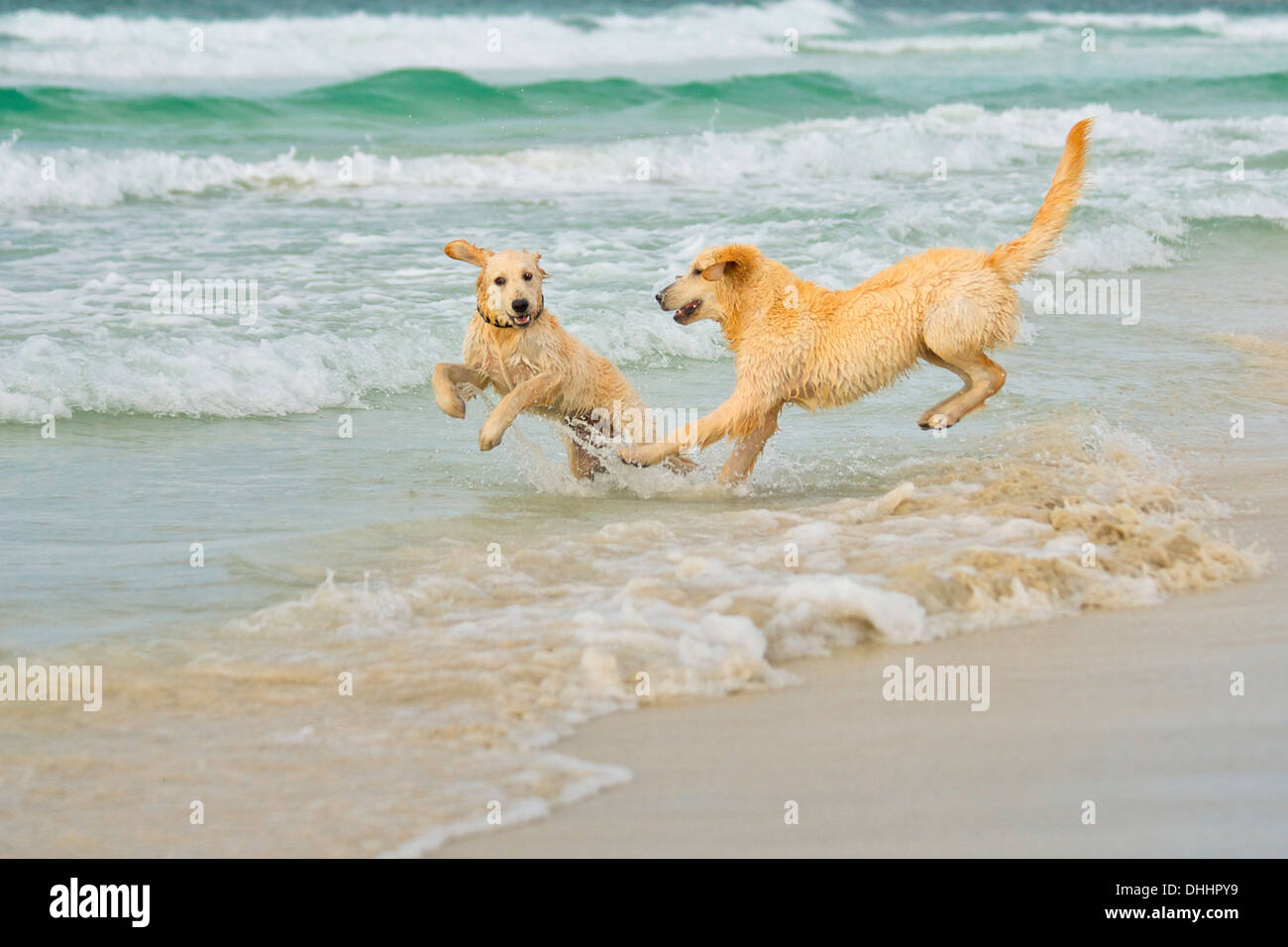 Two dogs playing on beach Stock Photo - Alamy