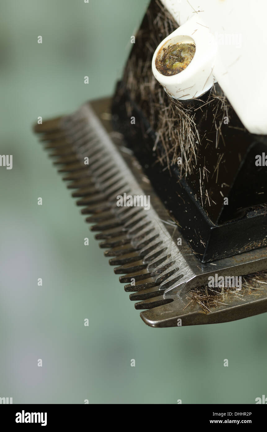 Clippers Barber And Hair Clipper With Cut Hair From Haircut Trim