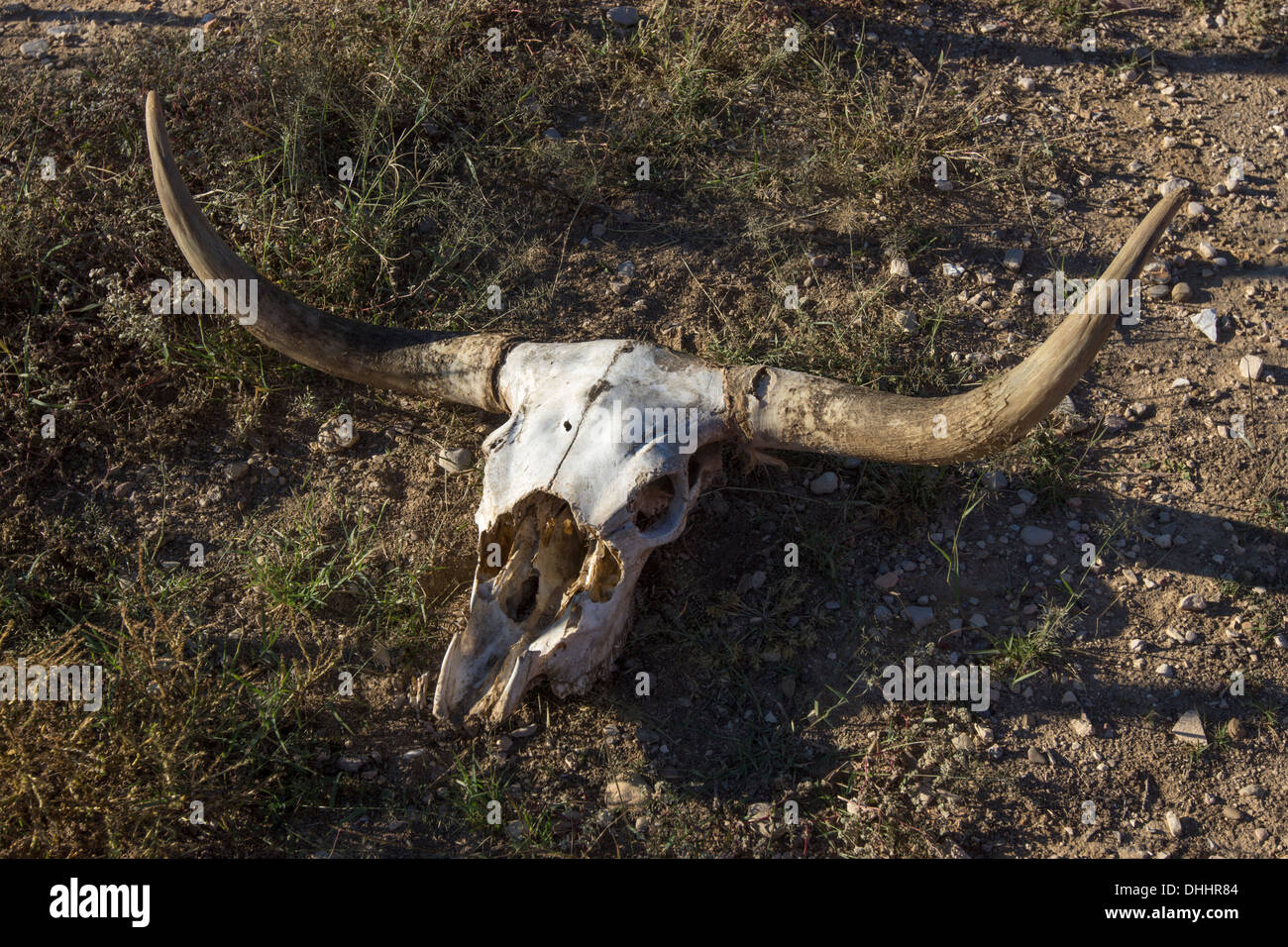 Longhorn cow skull on display on a ranch in West Texas. Stock Photo