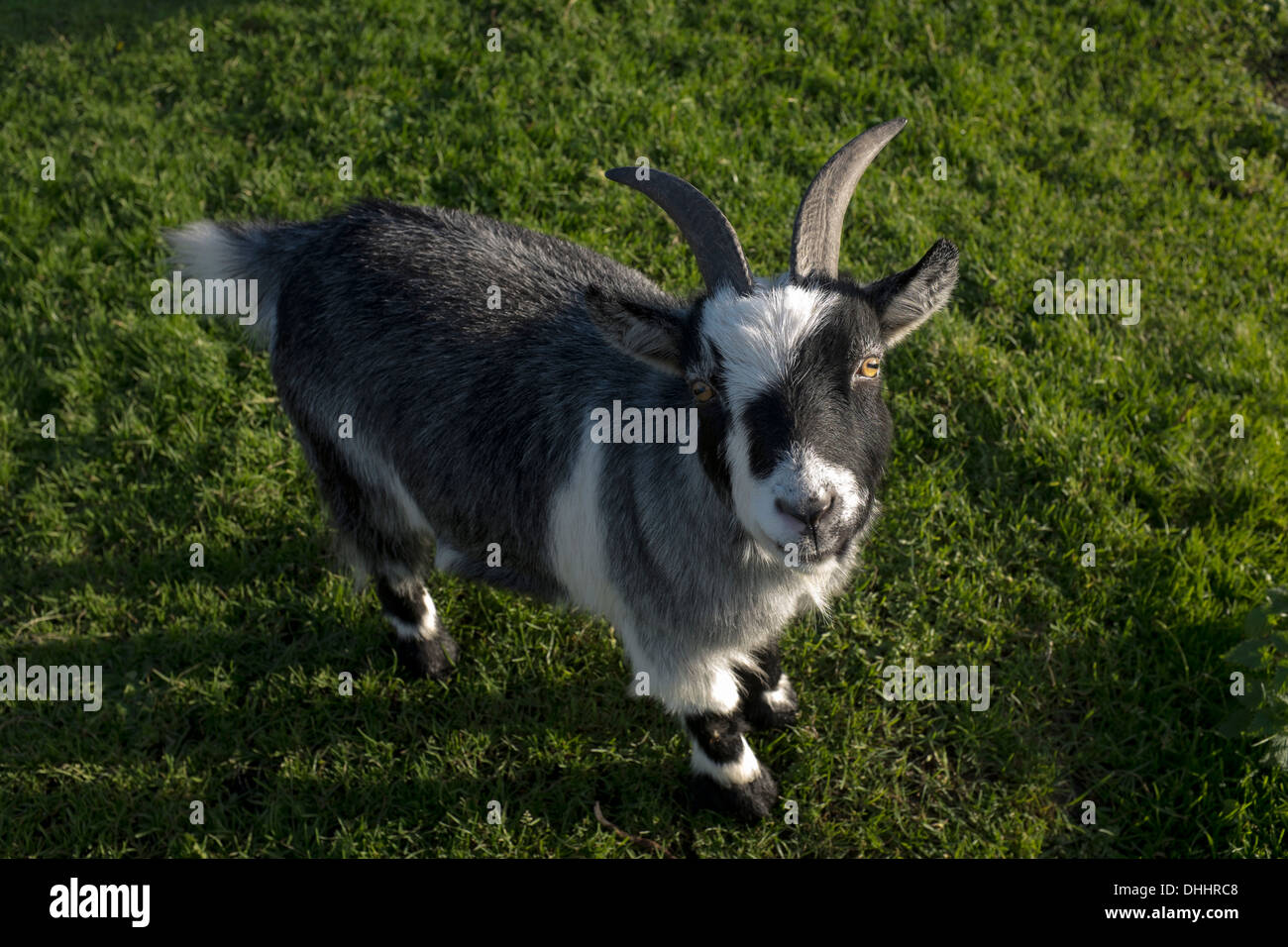Billy Goat Stock Photo