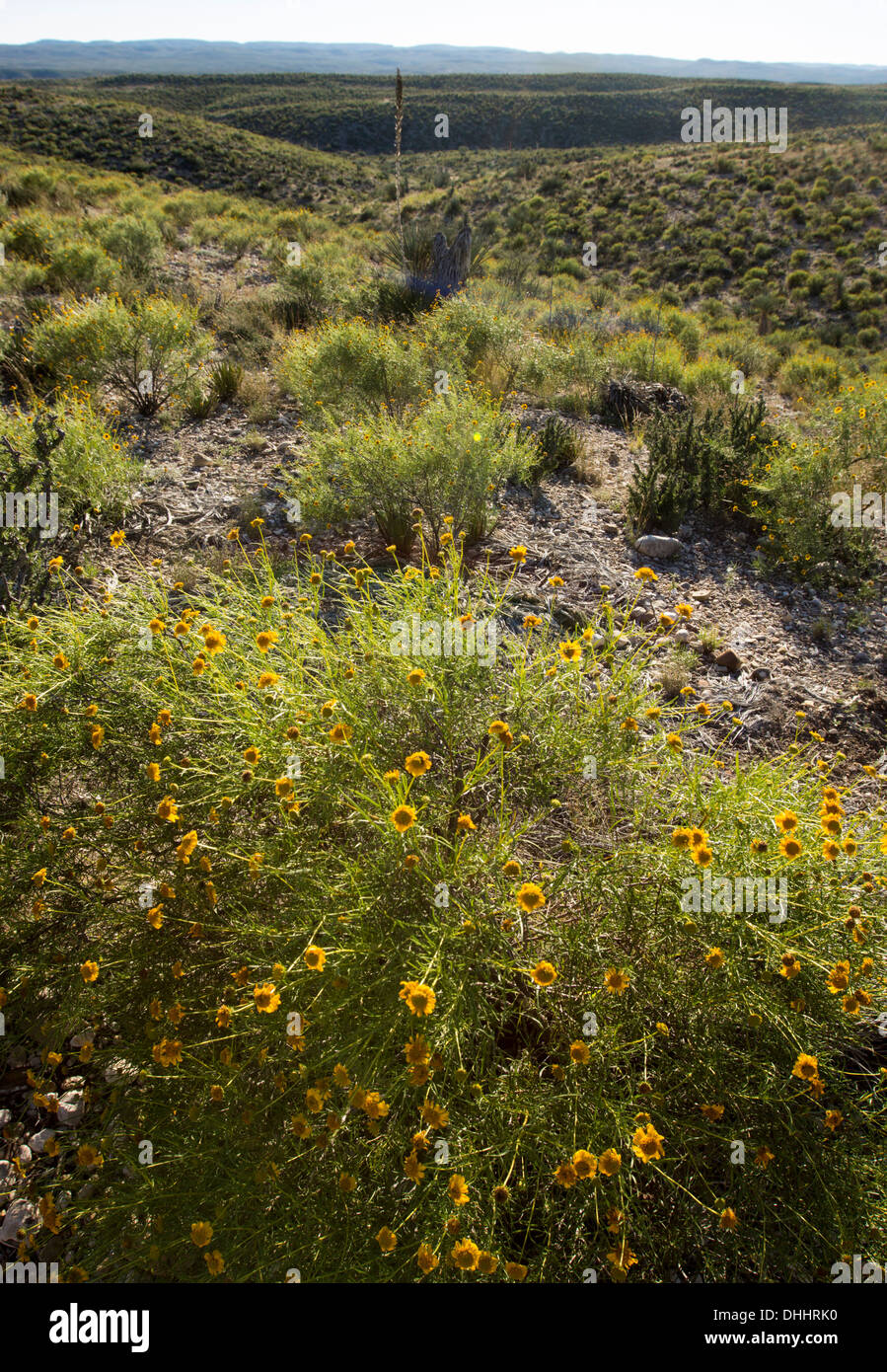 Desert marigolds (Baileya multiradiata), a member of the Asteraceae family,  in West Texas near the Rio Grande River. Stock Photo