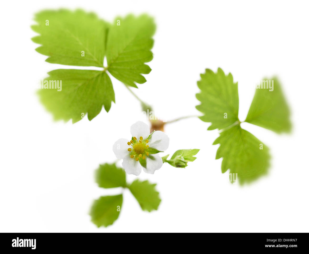 Garden Strawberry (Fragaria × ananassa), flower with leaves Stock Photo