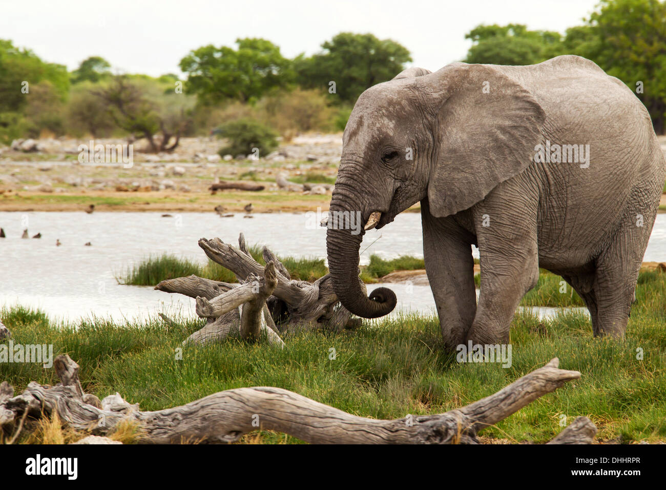African Elephant (Loxodonta africana), Etosha-Nationalpark, Namutoni, Namibia Stock Photo