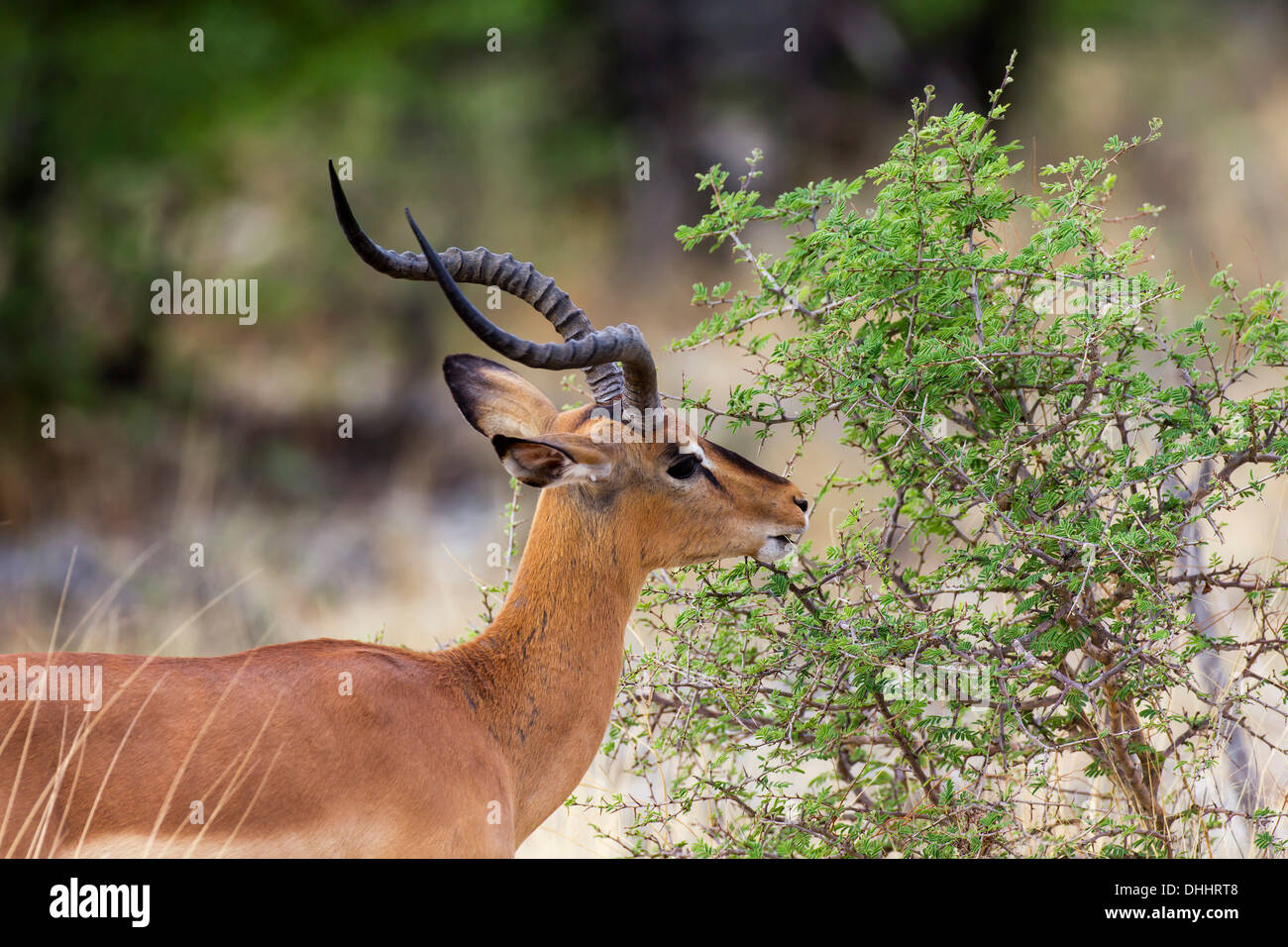 Black-faced Impala (Aepyceros melampus petersi), Etosha-Nationalpark, Namutoni, Namibia Stock Photo