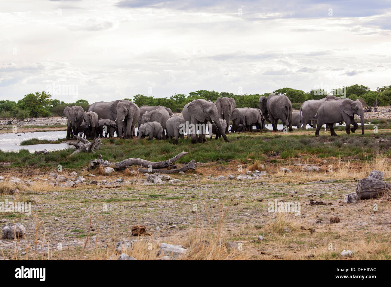 African elephants (Loxodonta africana), herd, Etosha-Nationalpark, Namutoni, Namibia Stock Photo