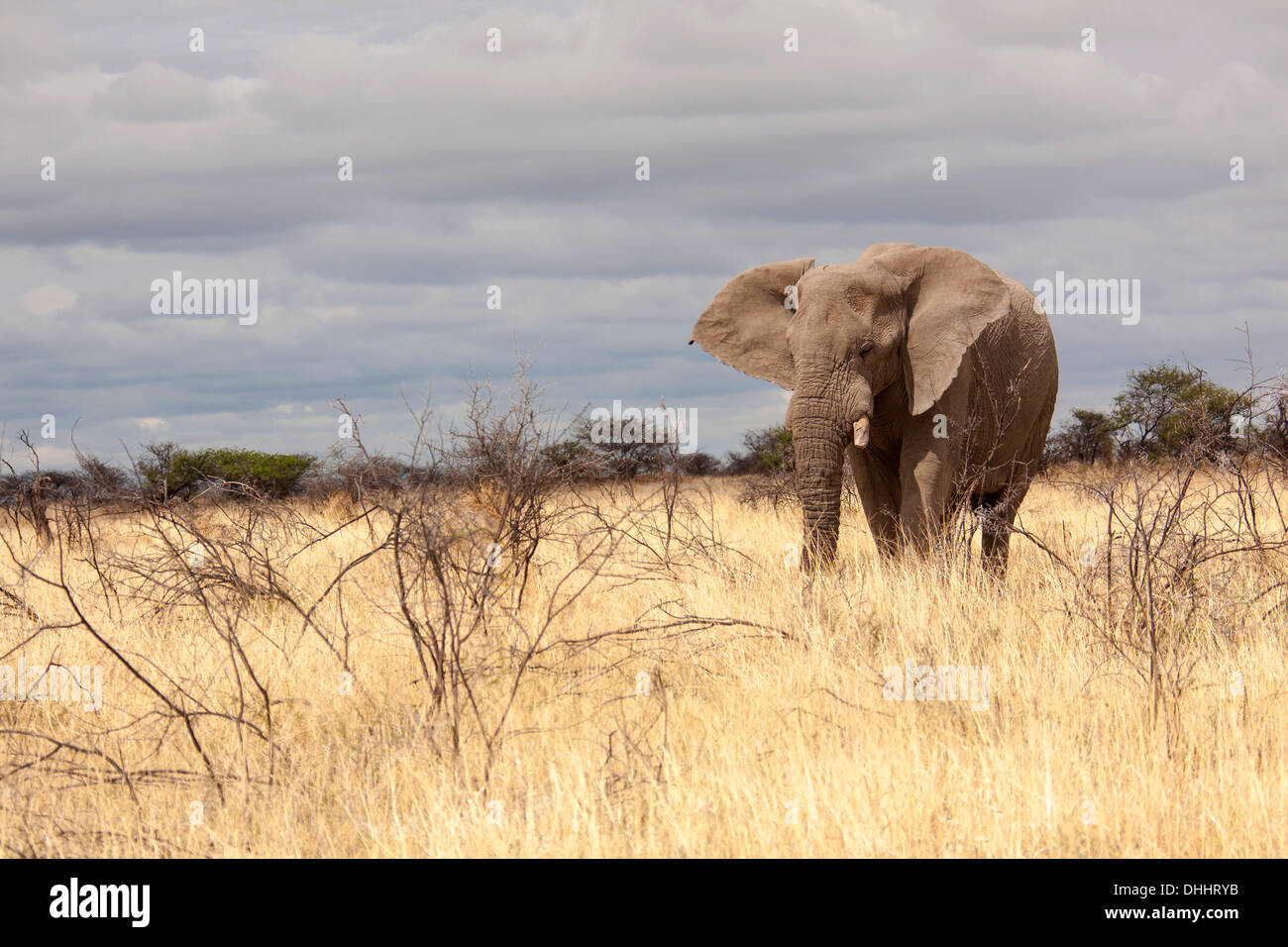 African Elephant (Loxodonta africana), Etosha-Nationalpark, Namutoni, Namibia Stock Photo