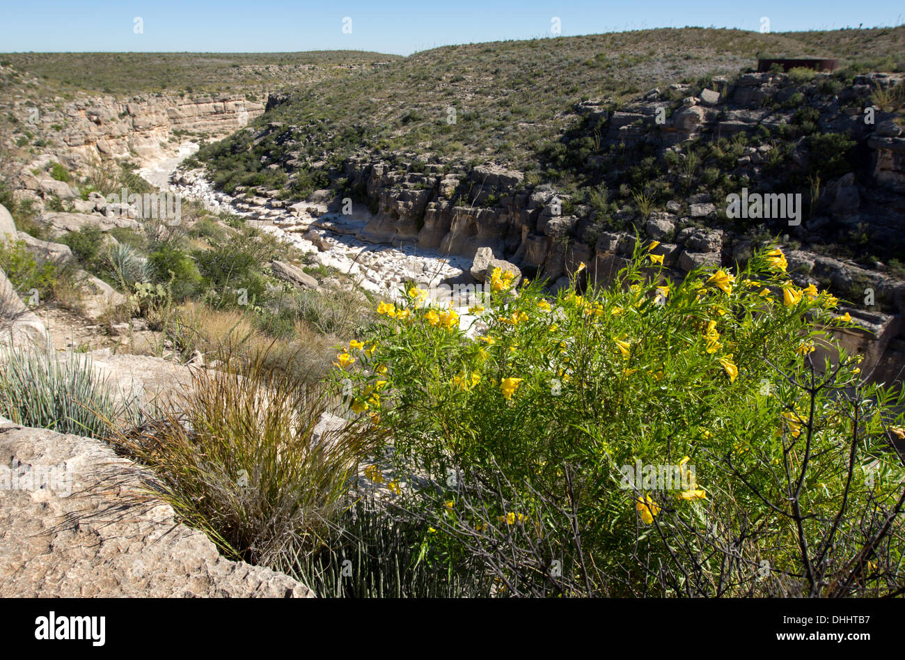 Desert marigolds flowers an canyon in the Big Bend region of West Texas, situated in the north tip of the Chihuahuan Desert. Stock Photo